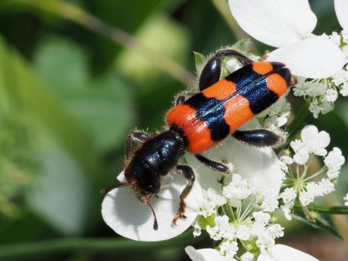 Trichodes crabroniformis