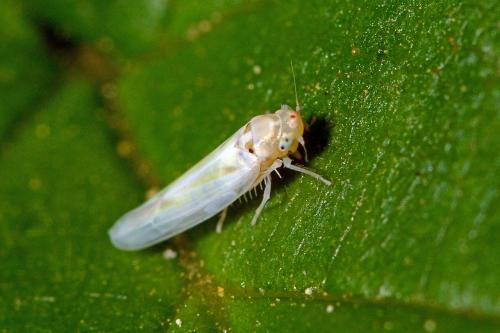 Zygina sp.