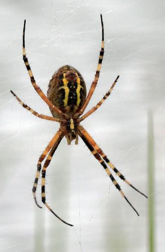 Réf. 219 107 : Argiope bruennichi