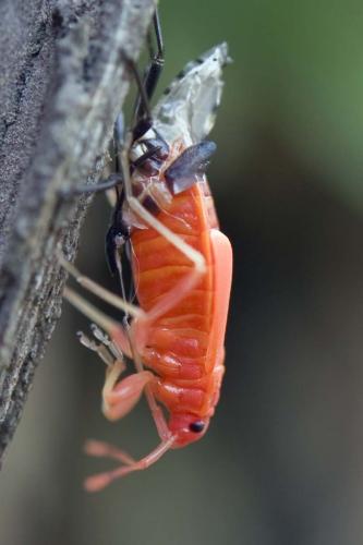 Réf. 219 024 : Pyrrhocoris apterus