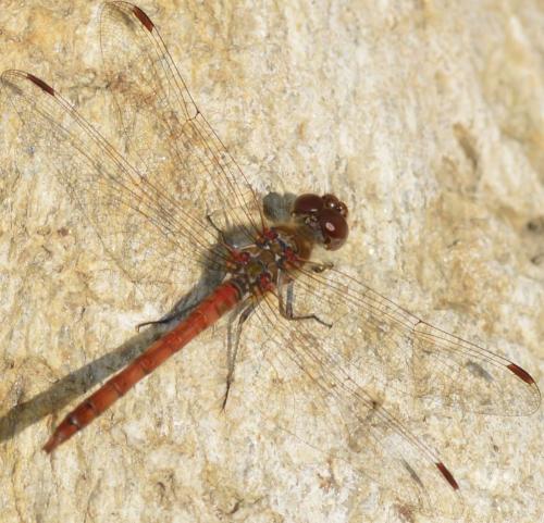 Sympetrum striolatum