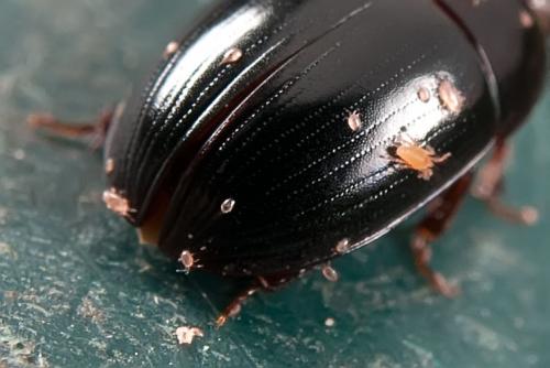 Cercyon sp.