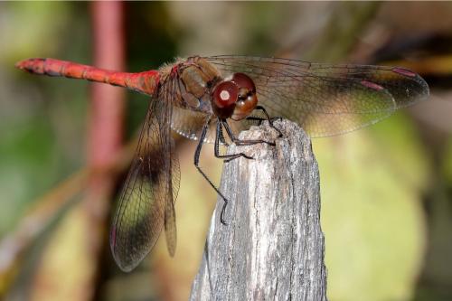 Sympetrum striolatum