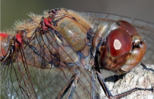 Sympetrum striolatum