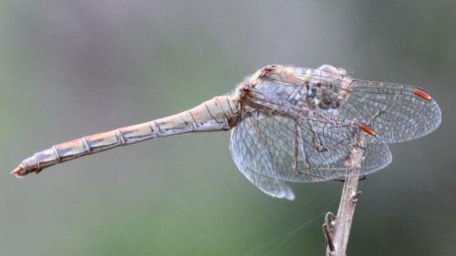 Sympetrum striolatum