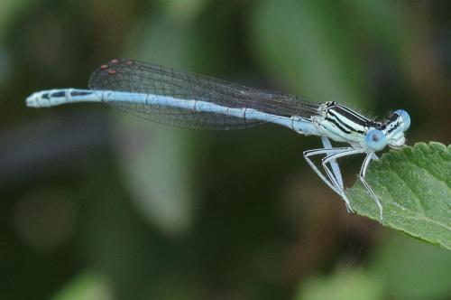 Réf. 219 144 : Platycnemis pennipes