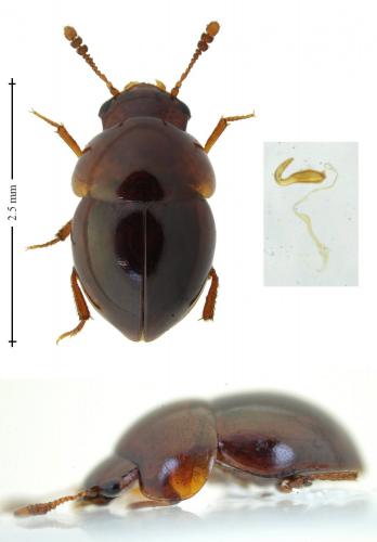 Réf. 219 252 : Agathidium sp.