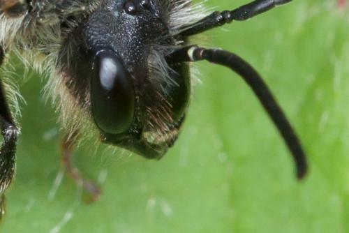 Réf. 219 188 : Andrena sp.