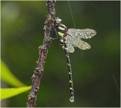 Anotogaster chaoi