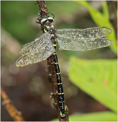 Anotogaster chaoi