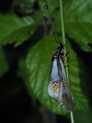 Réf. 219 029 : Libelloides lacteus
