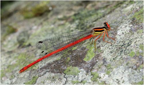 Calicnemia eximia