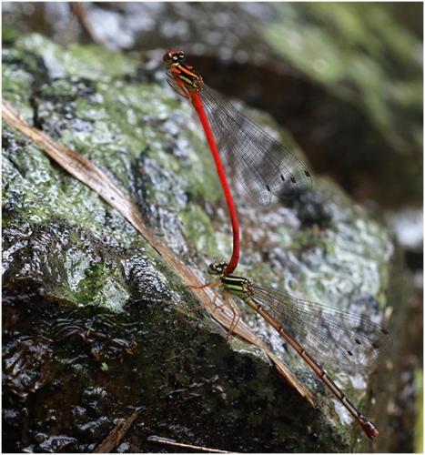Calicnemia eximia