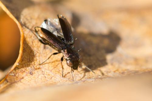Réf. 219 435 : Notiophilus quadripunctatus