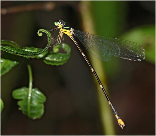 Coeliccia pyriformis