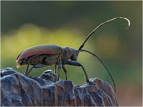 Ceroplesis ferrugator