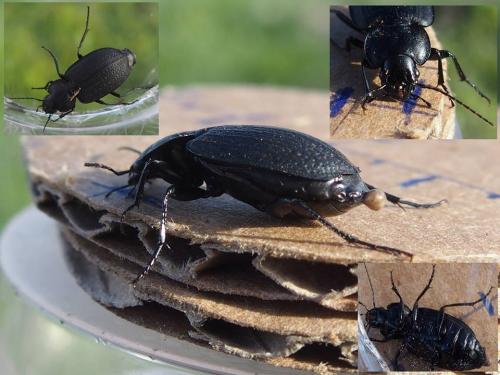Réf. 219 771 : Licinus punctatulus
