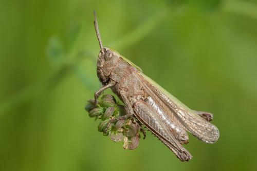 Réf. 219 556 : Omocestus rufipes
