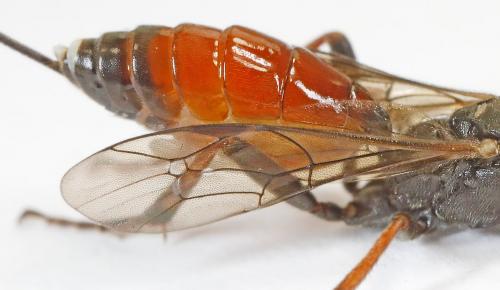 Cryptinae