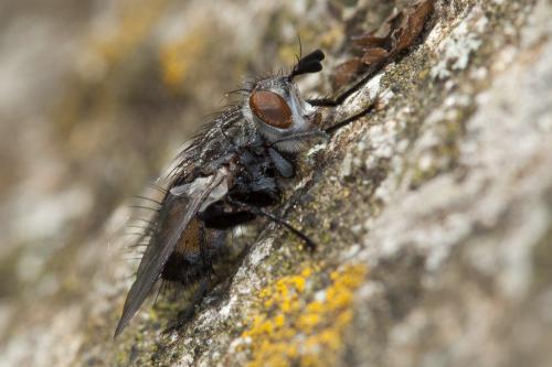 Linnaemya sp.