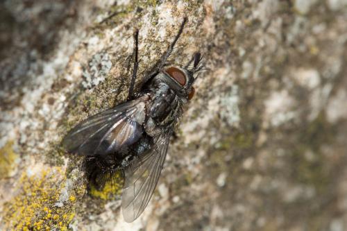 Linnaemya sp.