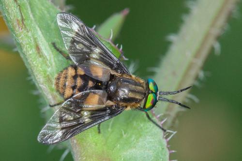 Chrysops flavipes