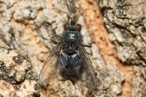 Calliphora vicina