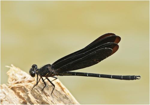 Dysphaea haomiao