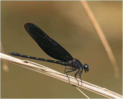 Dysphaea haomiao