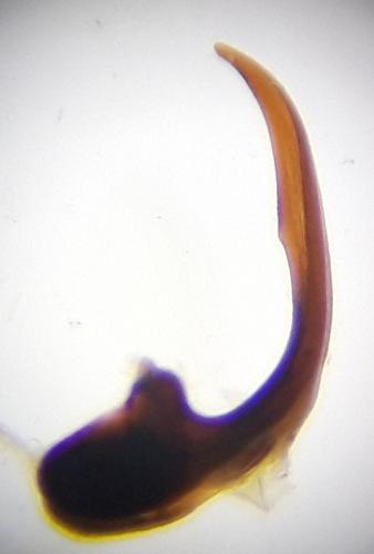 Réf. 219 629 : Agabus affinis