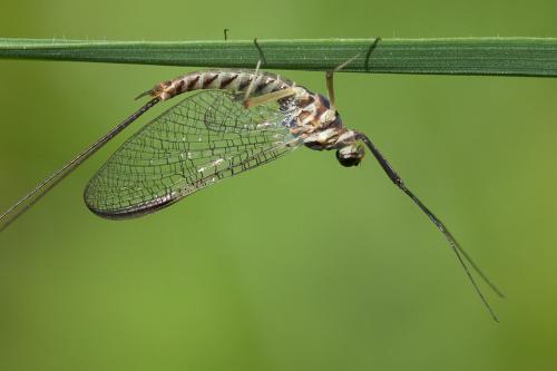 Ecdyonurus insignis