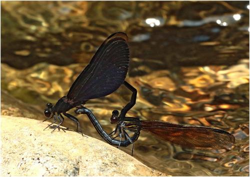 Euphaea masoni