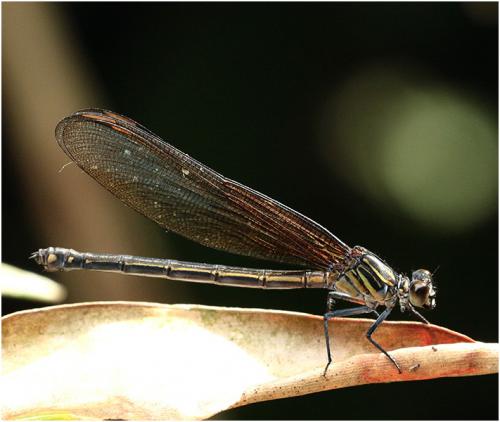 Euphaea masoni