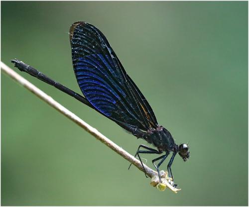 Euphaea masoni