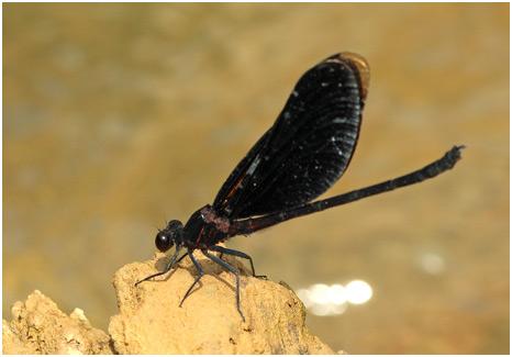 Euphaea masoni