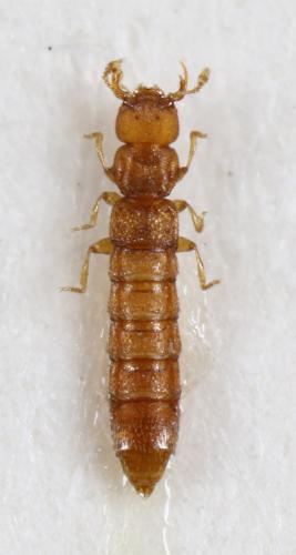 Réf. 219 590 : Octavius crenicollis