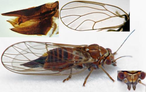 Réf. 219 171 : Cacopsylla melanoneura