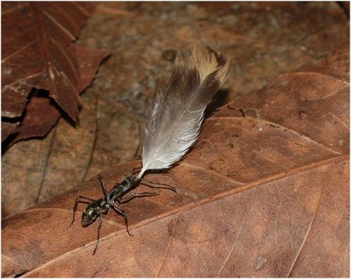 Diacamma sp.