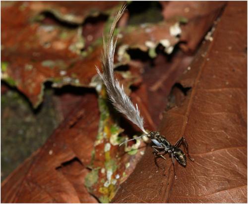 Diacamma sp.