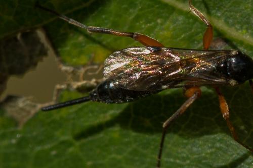 Pimpla (spuria)