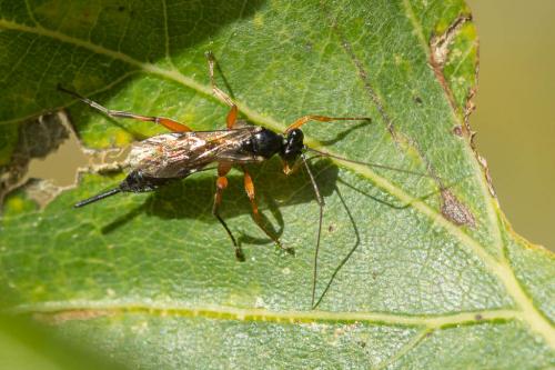 Réf. 219 482 : Pimpla (spuria)