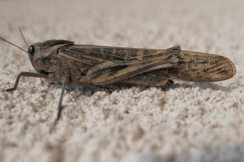 Réf. 219 182 : Locusta migratoria