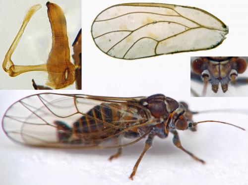 Réf. 219 172 : Cacopsylla melanoneura