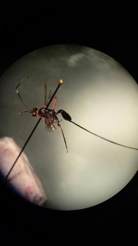 Stenarella domator