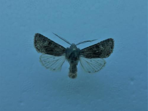 Aporophyla chioleuca