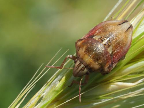 Odontotarsus purpureolineatus
