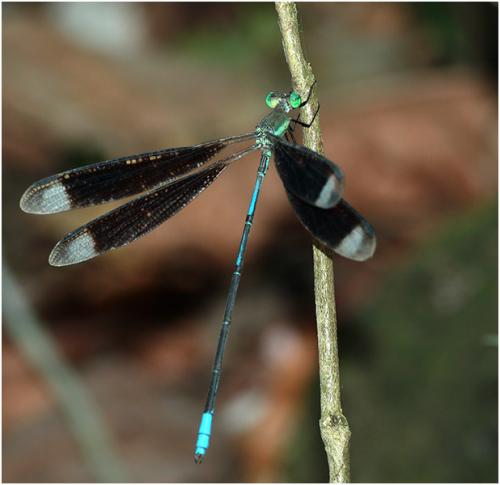 Orolestes selysi
