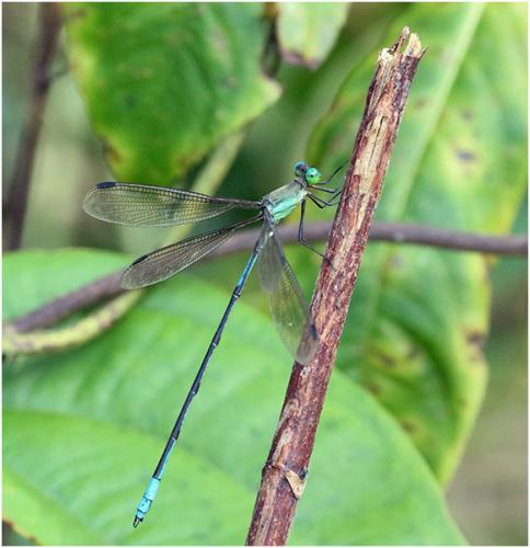 Orolestes selysi