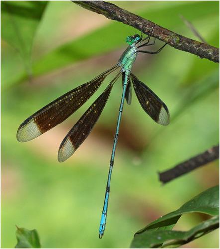 Orolestes selysi