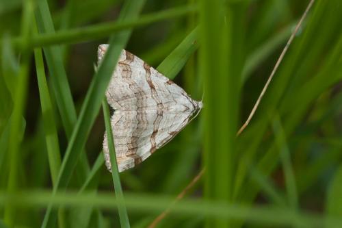 Aplocera sp.